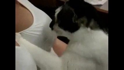 Котка си играе с гърдите на жена