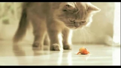 Mera - Fussy - Mera Cat (3) 