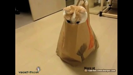Котка в торбичка от макдоналдс
