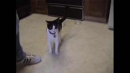 Котка полудява като и отнемат играчката!