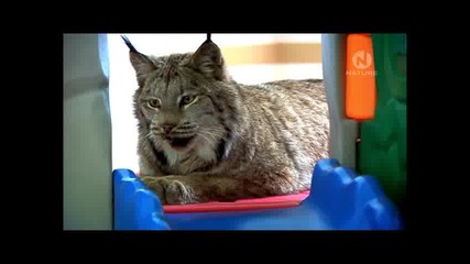 Необикновените Домашни Любимци в Сащ ( Extraordinary Pets Usa ) Част 3 