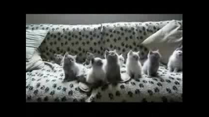 Сладки Котенца Танцуват