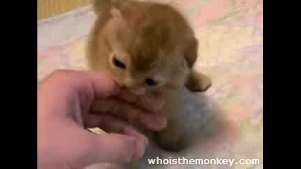 Сладко Котенце