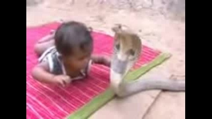snake 