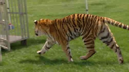 Time Warp - Tiger Attack Video 
