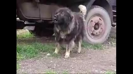 Sarplaninac Blek-devil