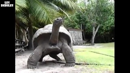 Виждали ли сте такава голяма костенурка ?