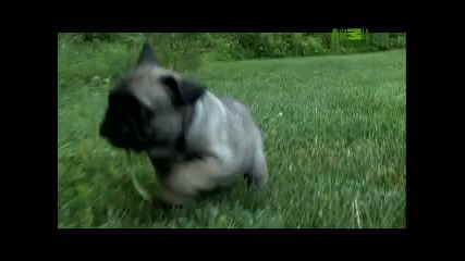 Dogs 101 - French Bulldog