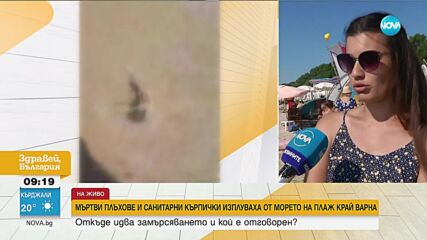 „Чайките кълвяха умрелите плъхове”: Възмущение сред туристи на плаж във Варна