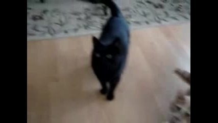Котка хваща храната си с лапи още във въздуха