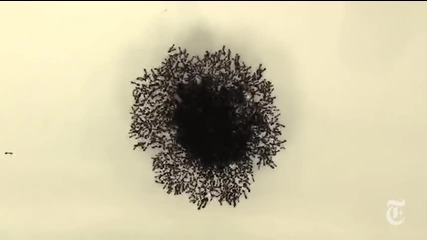 мравкиии-и-и :) / Тhe Incredible Physics of Ants/