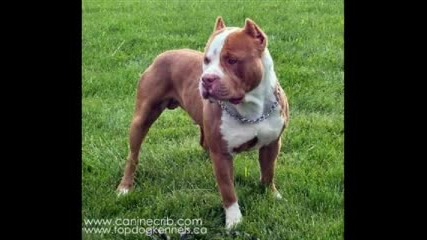 Pitbull