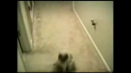 Funny - Cats 