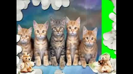 Cats