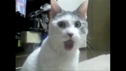 The O M G Cat 