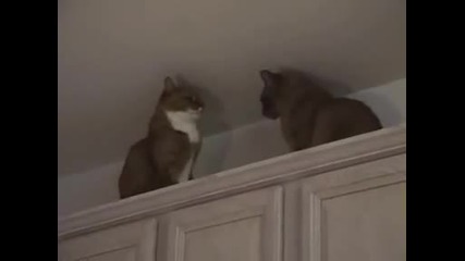 котка и котка двубои