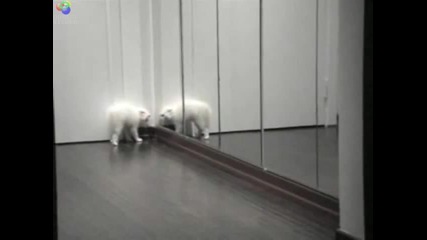 Коте което само себе си плаши :)