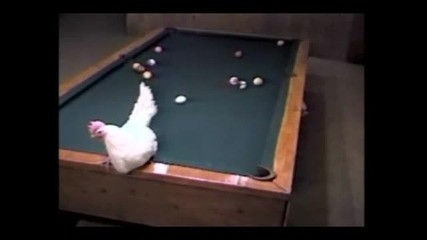 Кокошка показва как се играе Билярд.