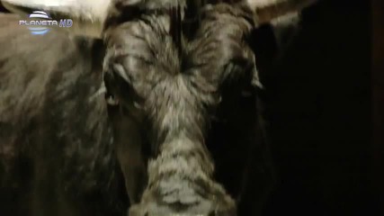 Галена - Спри ме [ Официално видео ] 2012