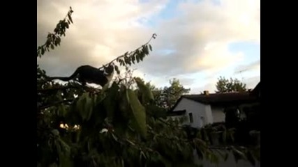 Котка на дървото