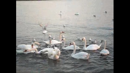 красиви лебедчета