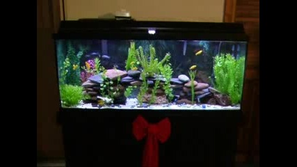 My home aquarium 