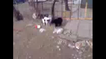 Вип Котка ;дд - Епизод 5 .. Черньо и Йо се карат! 