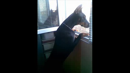 My Favorite Dog Tera