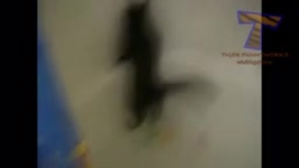 Cats just don't want to bathe - Котките просто не желаят водна баня