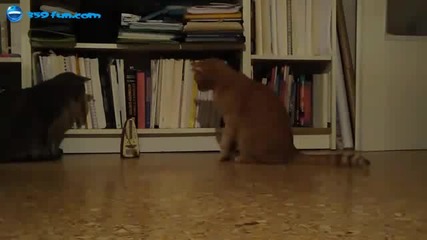 Котки срещу метроном 