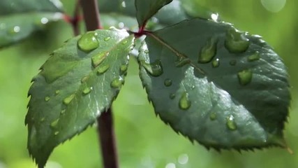 Tears of Joy - Helen O 'hara