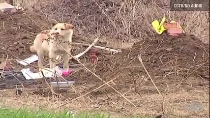 Куче в Китай пази гроба на стопанина си