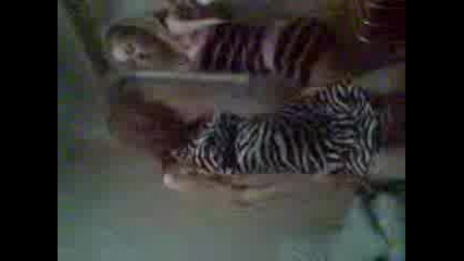 Elly and Zlatka