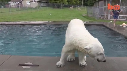 The Only Man In The World Who Can Swim With A Polar Bear Grizzly