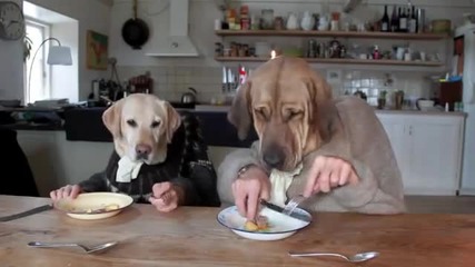 Две кучета се хранят като хора