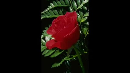 Florin Salam 7 Trandafiri ( By Bogy )