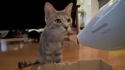 Коте срещу сешоар