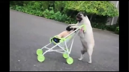 Талантливо кученце бута бебешка количка и кара скейтборд