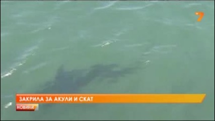 Уволнение заради спасена акула