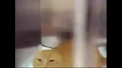 Избухлива котка (смях)