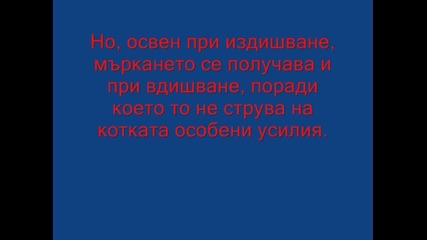 Защо котките мъркат?