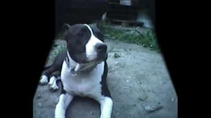 Pit Bull