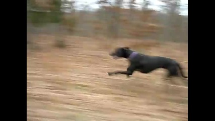 Great Dane running 30mph fast from the side.
