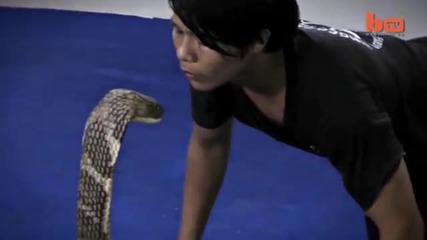 Смел мъж целува кралска кобра