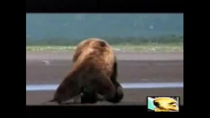 Най - невероятната битка на мечки кодиак която сте виждали