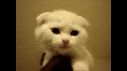 Най - сладкото котенце на света !