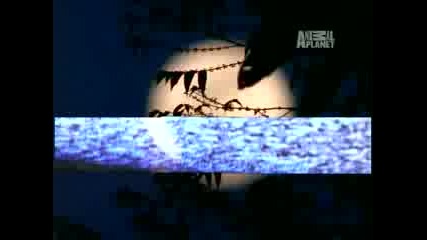Lost Tapes Skinwalker