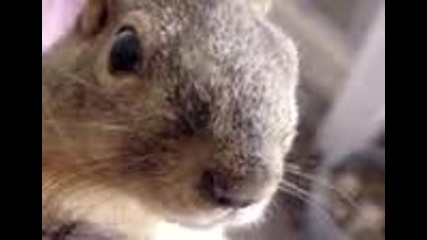 talking squirrel