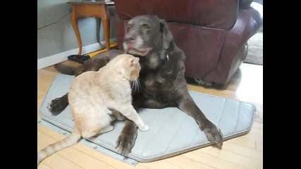 joey and bruin. the best friends ever. - Youtube