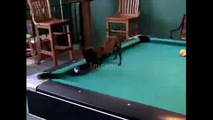 къчето играе билярд